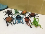 Assorted Insects