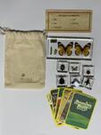 Bugs Specimen Set
