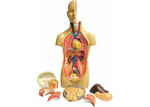 C213:  Model – Torso – Genderless – 52cm – 12 Parts Model – Torso – Genderless – 52cm – 12 Parts Model 