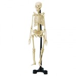 Mini Skeleton