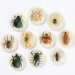 Glow in the Dark Insect Magnets