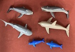 Sea Animals