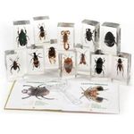 Collection of 11 Insects