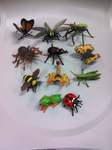 Insects & Amphibians