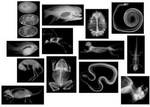 Animal X-rays