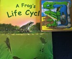Tadpole to Frog Lifecycle Kit