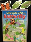 Butterfly Life Cycle Kit