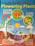 Flowering Plant Life Cycle Kit