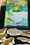 Frog Life Cycle Kit