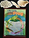 Frog Life Cycle Kit