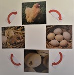 Chicken Life Cycle Kit