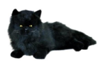 Weighted 1.3kg - Onyx the Chantilly Cat
