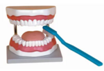 Teeth Model with Toothbrush
