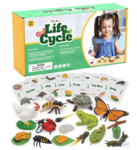 Life Cycle Matching Card Set
