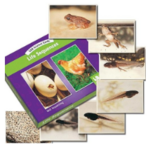 LDA Science Cards - Life Sequences