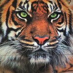 Tiger Puzzle 16 pc