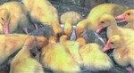 Ducklings Puzzle 15 pc