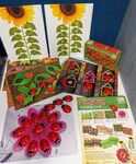 Ladybug Counting Activity Kit
