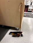 Penguin Push Along