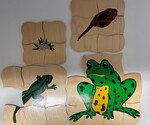 Wooden Life Cycle of Frog