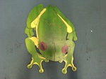 Frog Puzzle