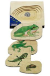 Puzzle - Frog Growth