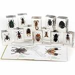Insect Set