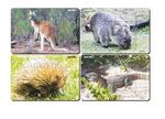 Australian Native Animals Set of 4