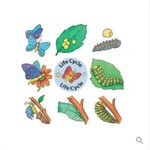 Life cycle butterfly - 9 piece