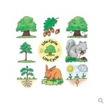 Life Cycle puzzle - Acorn tree