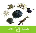 Ocean/ Sea Creatures