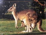 Kangaroo and Joey puzzle