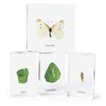Acrylic Specimens - Butterfly life cycle