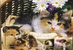 Kitten Puzzle