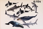 Schleich Sea-life Set PC