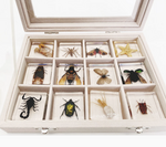 Insects in resin ML