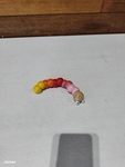 232:  Caterpillar Toy