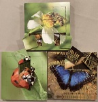Insect Life Cycle layered puzzle