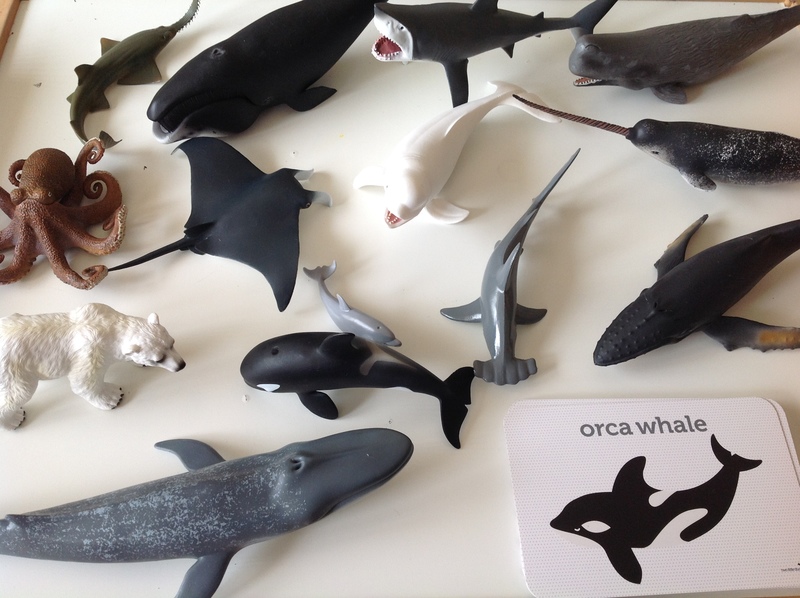 3075: Sea Creatures with flash cards