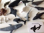 Sea Creatures with flash cards