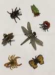 Insects & Bugs Set