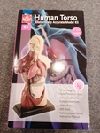 Human Torso 1