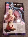Human Torso 2