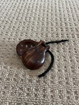 Wooden castanets 