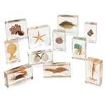Mini Beasts: Ocean Box