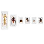 Mini Beasts: Insects & Spiders Box