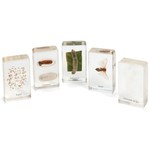 Mini Beasts: Silkworm Life Cycle