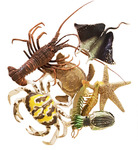 Jumbo Sea Creatures