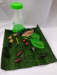 Insect Play Set