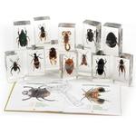 Collection of Insects in Resin